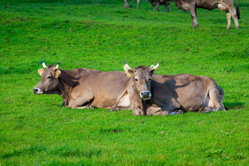cows in a grassy field. Herd of cows. Cows on the field