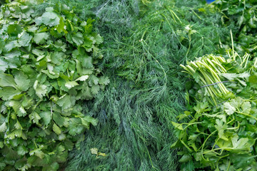 Parsley, cilantro and dill at the city market