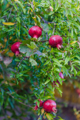 pomegranate fruit on tree.