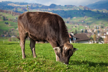 Fototapeta premium cow on a green summer meadow. Cows on a green field. Swiss cow