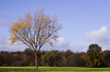 Tree with falling leafs in Autumn
