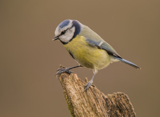 Obraz premium Blue Tit Portrait