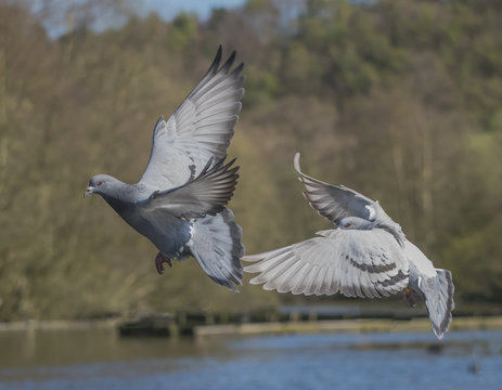 Pigeon Pair Taking Off