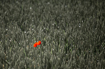 Poppy in Grainfield