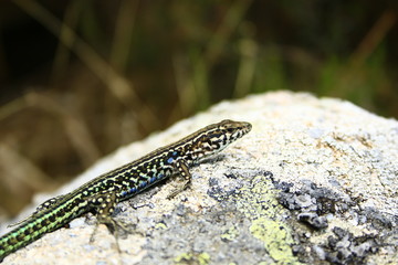 lizard