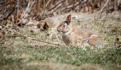 Large cotton tail rabbit in grassy field in very early spring, warming in March sunlight.
