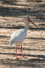 White Ibis at Brazos Bend State Park
