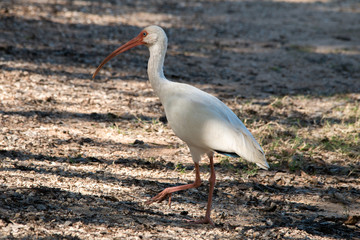 White Ibis at Brazos Bend State Park
