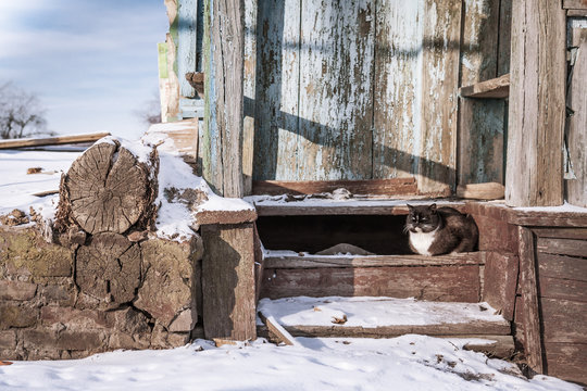 Abandoned house with domestic cat in winter day 