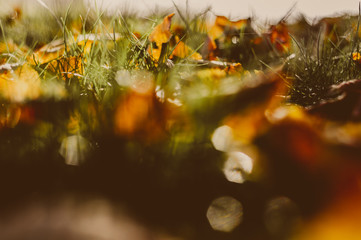 Herbstlaub auf der Wiese, warme Farben