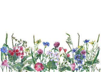 Obraz na płótnie Canvas Panoramic view of wild meadow flowers and grass on white background. Horizontal border with flowers and herbs. Watercolor hand painting illustration. 