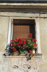 Fototapeta na wymiar Window with Geranium