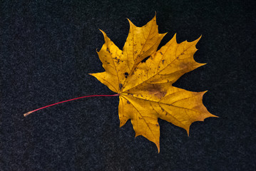 Yellow leaf of maple.