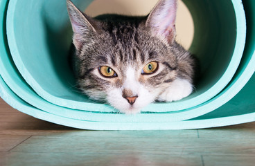 Kitten sitting on a yoga mat.