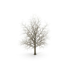 Winter maple tree isolated on white. 3D illustration