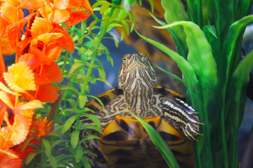 Fototapeta na wymiar red eared slider turtle underwater by plants