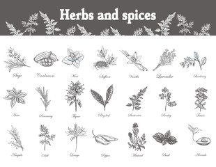 Herbs and spices set. Hand drawn officinale medicinal plants. Organic healing wild flowers. Vector botanical illustrations. Engraving floral sketches