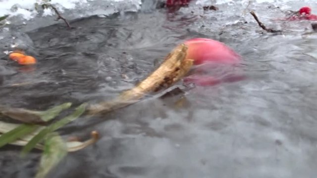 Apple floating in the stream, it takes the ice