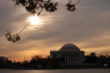 Obraz premium Washington DC cherry blossoms with silhouette Jefferson Memorial