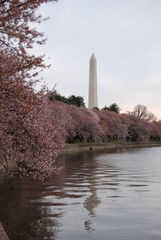 Washington DC cherry blossoms with monuments