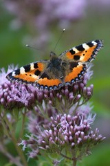 A beautiful Tortoiseshell Butterfly (Aglais urticae) on a pink hemp-agrimony flowers.
