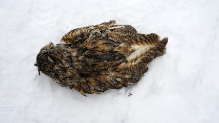 dead owl