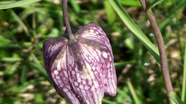 Die Schachblume - in Europa sehr selten, aufgenommen in Gro&szlig;steinbach in der Oststeiermark