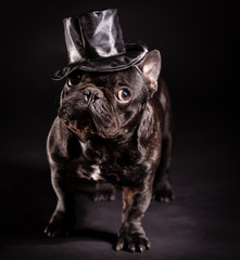 Fototapeta na wymiar elegant french bulldog