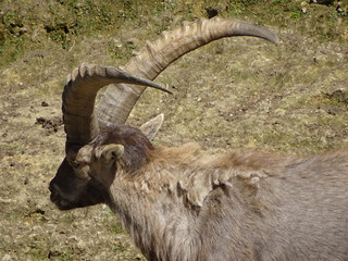 Mountain goat and its pointed horns.