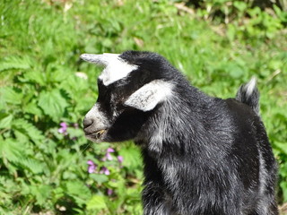 Naklejka premium Black hair goat cub with white spots eating in the middle of the grass.