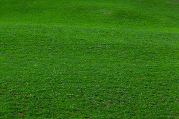 green grass.  Background of a green grass
