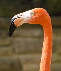 Chile und Florida Flamingo