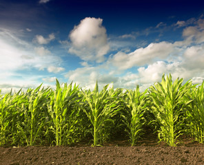 Cornfield with Clouds on Bright Summer Day