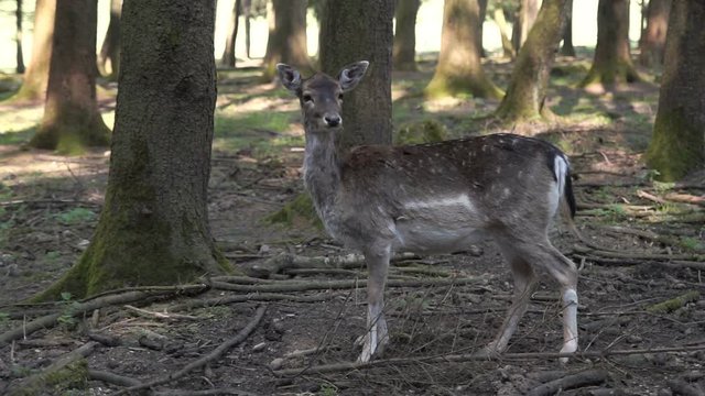 Deer stands in the forest, goes out of the picture