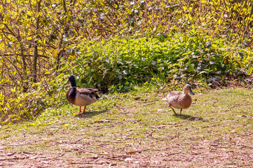 Two Ducks going for a walk.