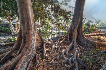big roots in Balboa park in San Diego