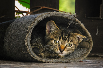Young wild cat resting inside the old galoshes