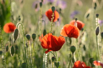 Obraz premium Sommer - Sonne - Mohnblumen