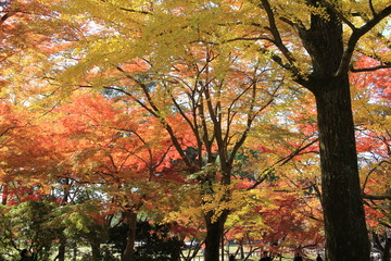 奈良公園の紅葉