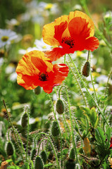 Two wild poppies on the meadow