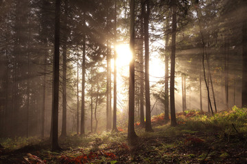 Magical sunlight in foggy seasonal forest tree landscape. Lovely dreamy fairytale.