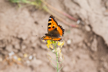 Fototapeta na wymiar motyl siedzący na kwitnącym rzepaku