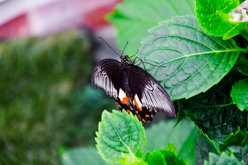 Butterfly in a garden