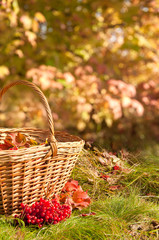 Fototapeta na wymiar Beautiful Autumn. Autumn harvest in basket