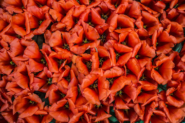 Tulip. Fresh red tulips field. Taken in closeup with a view from above. Flower field of colourful tulips in spring. Tulip background. Keukenhof garden, Netherlands. Group of blooming red tulips.
