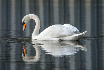 Einsamer Schwan am See