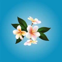 Plumeria. Vector flower