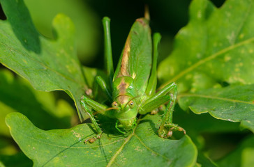 The singing grasshopper looking at camera
