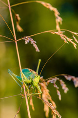 The singing grasshopper looking at camera