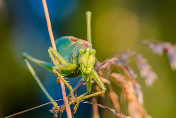 The singing grasshopper looking at camera